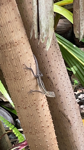 Indian Garden Lizard — seen at this dive site