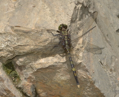 Orthetrum serapia