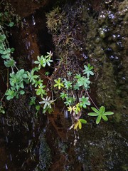 Alchemilla alpigena