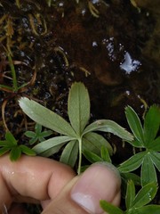 Alchemilla alpigena