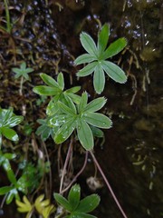 Alchemilla alpigena