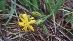 Hypoxis