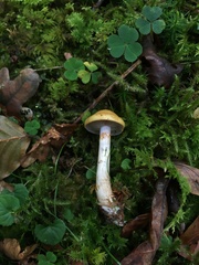 Cortinarius delibutus