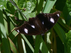 Hypolimnas bolina nerina