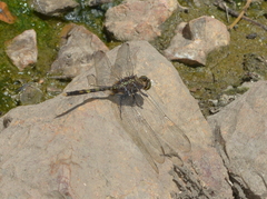 Orthetrum serapia