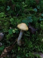 Cortinarius delibutus