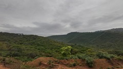 Dombeya rotundifolia