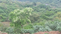 Dombeya rotundifolia