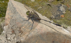 Orthetrum serapia