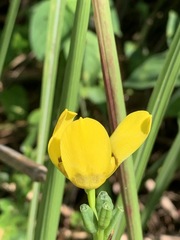 Trimezia martinicensis