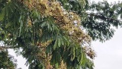 Albizia adianthifolia