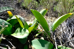 Haemanthus barkerae