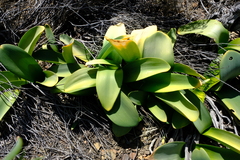 Haemanthus barkerae