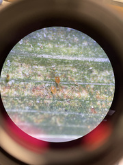 Phytoseiulus persimilis