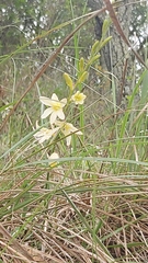 Tritonia gladiolaris