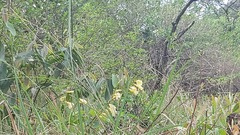 Tritonia gladiolaris