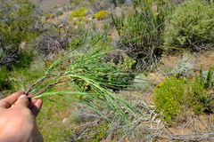 Bupleurum mundii