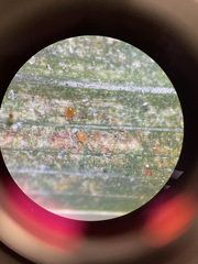 Phytoseiulus persimilis