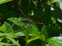 Orthetrum serapia