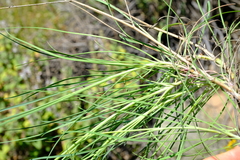 Bupleurum mundii