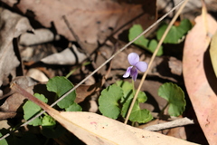 Viola perreniformis