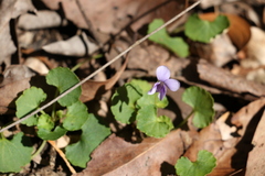 Viola perreniformis