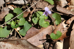 Viola perreniformis