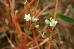 Claytonia parviflora