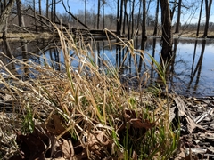 Carex muskingumensis