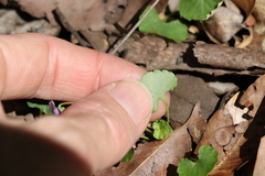 Viola perreniformis