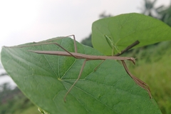 Tenodera