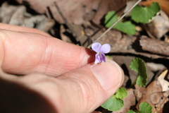 Viola perreniformis