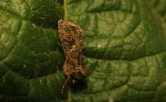 Ctenoplusia limbirena