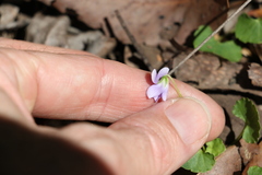 Viola perreniformis
