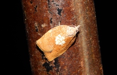 Epichoristodes dorsiplagana