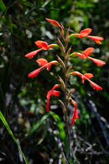 Gladiolus splendens
