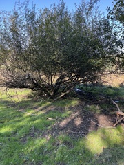 Salix × multinervis