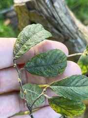 Salix × multinervis