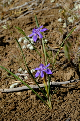 Moraea contorta