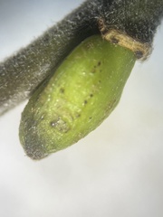 Salix × multinervis