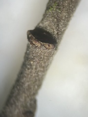 Salix × multinervis