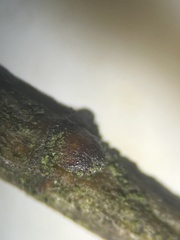 Salix × multinervis