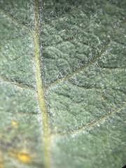 Salix × multinervis