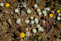 Galeomma oculus-cati