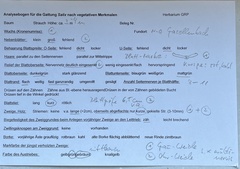Salix × multinervis