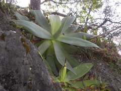 Agave mitis