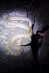 Trimeresurus venustus