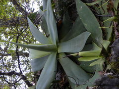 Agave mitis