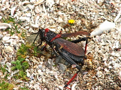 Dictyophorus