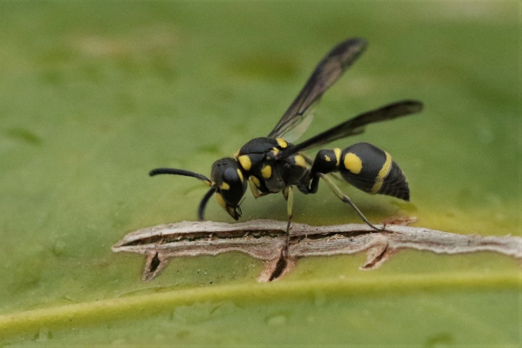 Apodynerus